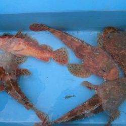 大進丸(新潟) 釣果