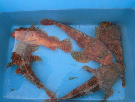 大進丸(新潟) 釣果