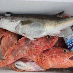 大進丸(新潟) 釣果