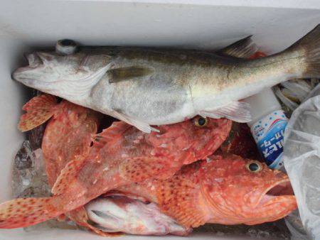 大進丸（新潟） 釣果