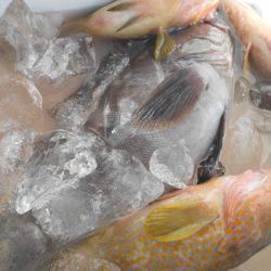 こうゆう丸 釣果