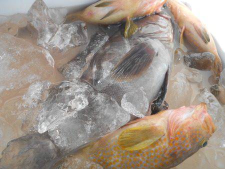 こうゆう丸 釣果