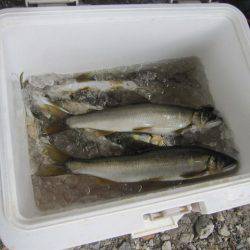 狩野川(狩野川漁業協同組合) 釣果