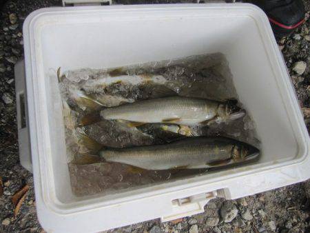 狩野川(狩野川漁業協同組合) 釣果