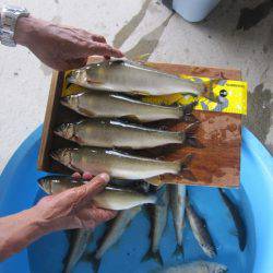 狩野川(狩野川漁業協同組合) 釣果