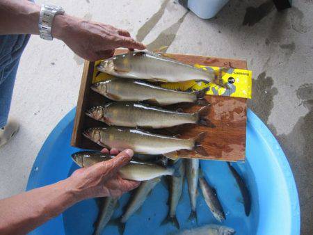 狩野川(狩野川漁業協同組合) 釣果