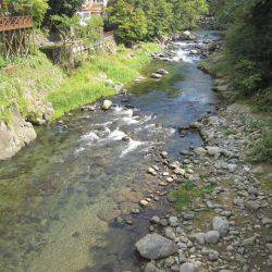 狩野川(狩野川漁業協同組合) 釣果