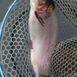 小菅トラウトガーデン 釣果