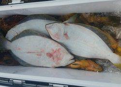 ディープ オーシャン 釣果