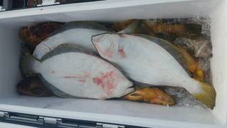 ディープ オーシャン 釣果