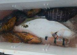 ディープ オーシャン 釣果