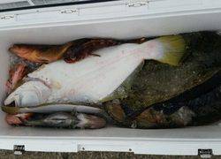 ディープ オーシャン 釣果