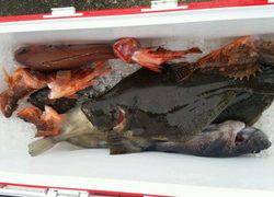 ディープ オーシャン 釣果