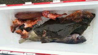 ディープ オーシャン 釣果