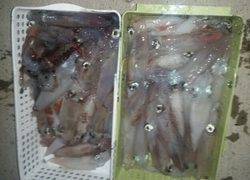 ディープ オーシャン 釣果