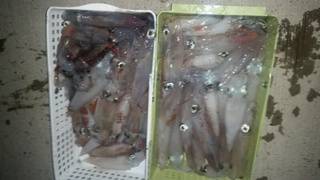 ディープ オーシャン 釣果