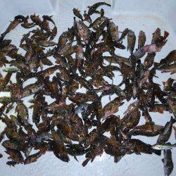 TOPGUN名古屋 釣果