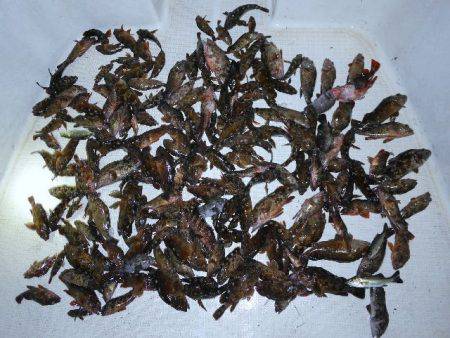 TOPGUN名古屋 釣果