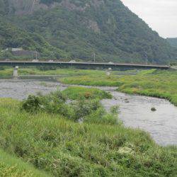 狩野川(狩野川漁業協同組合) 釣果