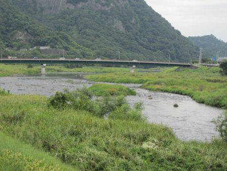 狩野川(狩野川漁業協同組合) 釣果