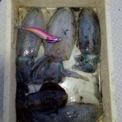 遊漁船 ニライカナイ 釣果