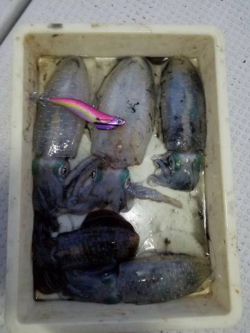 遊漁船 ニライカナイ 釣果