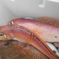 こうゆう丸 釣果