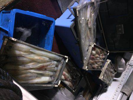 幸風（さちかぜ） 釣果