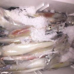 幸風（さちかぜ） 釣果