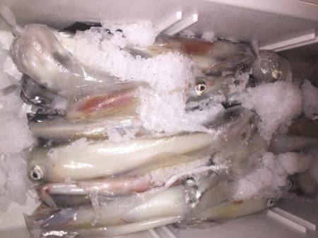 幸風（さちかぜ） 釣果