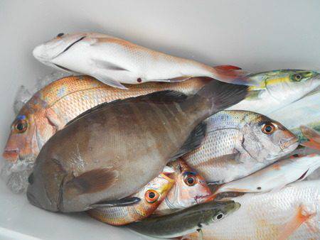 こうゆう丸 釣果