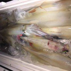 幸風（さちかぜ） 釣果