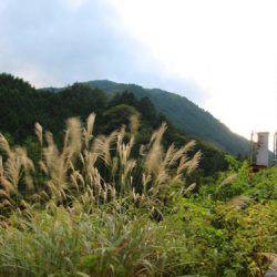 小菅トラウトガーデン 釣果