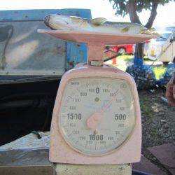 狩野川(狩野川漁業協同組合) 釣果