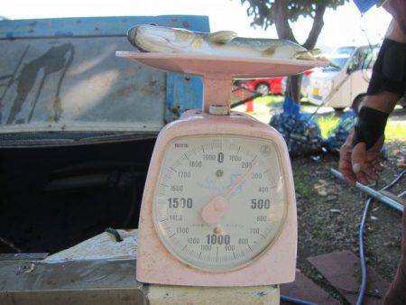 狩野川(狩野川漁業協同組合) 釣果