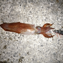 潮回りの影響か渋い・・・