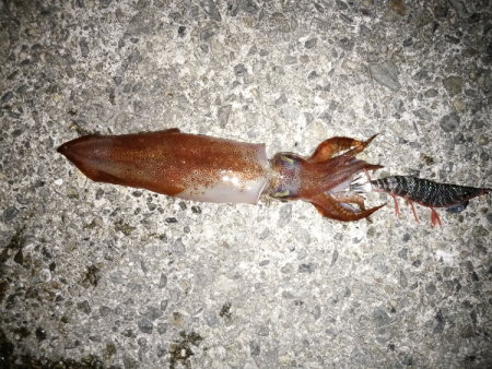 潮回りの影響か渋い・・・