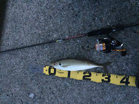 1日頑張るとめちゃ釣れた