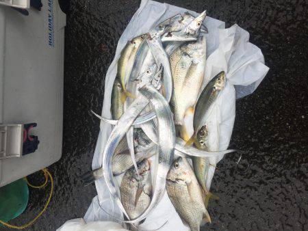 台風前は絶好調！