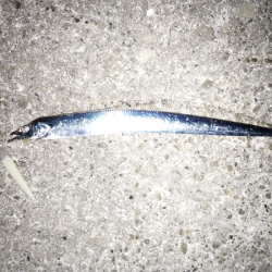 太刀魚&青物狙い