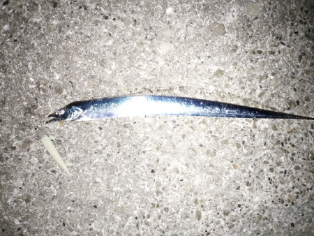 太刀魚&青物狙い