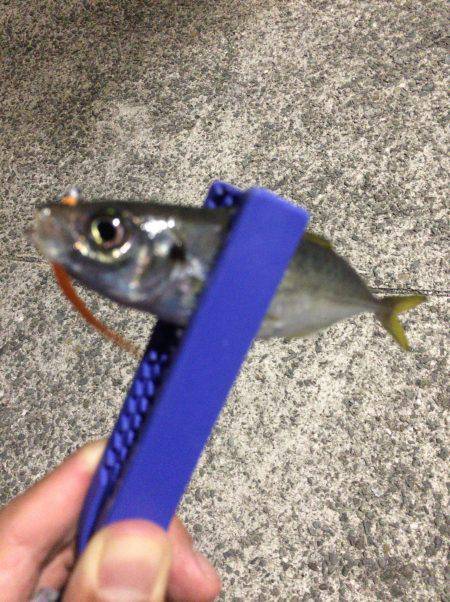 アオリ調査からカマス