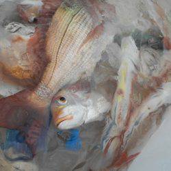 こうゆう丸 釣果