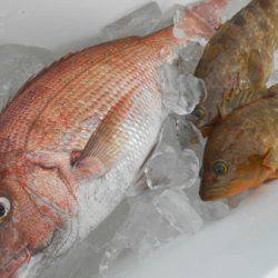 こうゆう丸 釣果