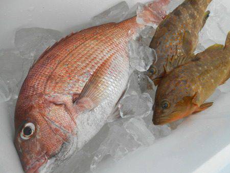 こうゆう丸 釣果