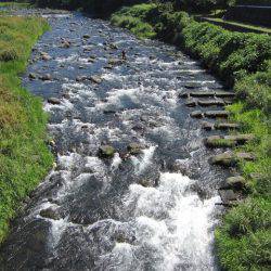 狩野川(狩野川漁業協同組合) 釣果