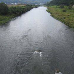 狩野川(狩野川漁業協同組合) 釣果