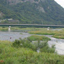 狩野川(狩野川漁業協同組合) 釣果