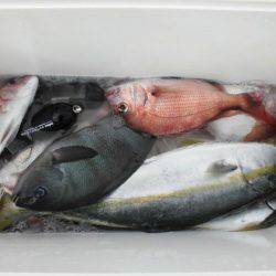 大進丸(新潟) 釣果