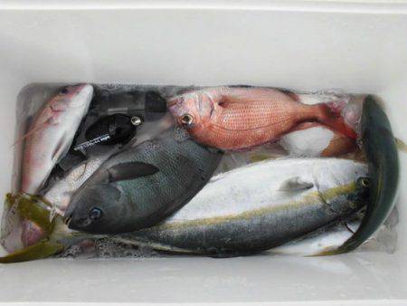 大進丸（新潟） 釣果